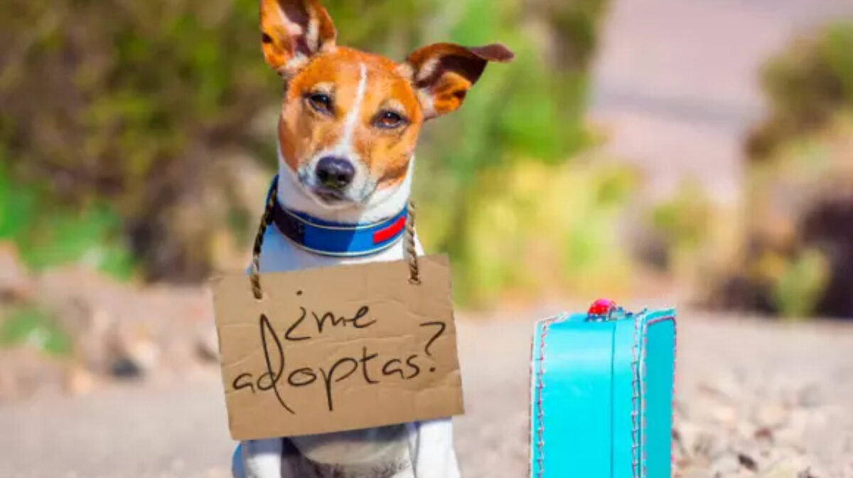 Hoy sumate a la Jornada de Adopción de Mascotas