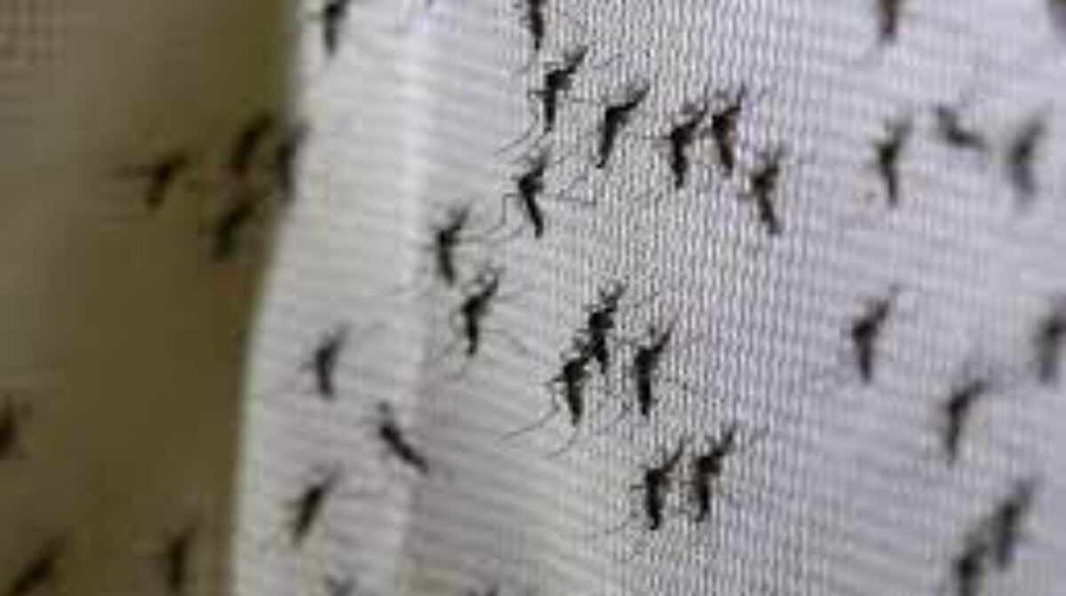 Los mosquitos invadieron el AMBA