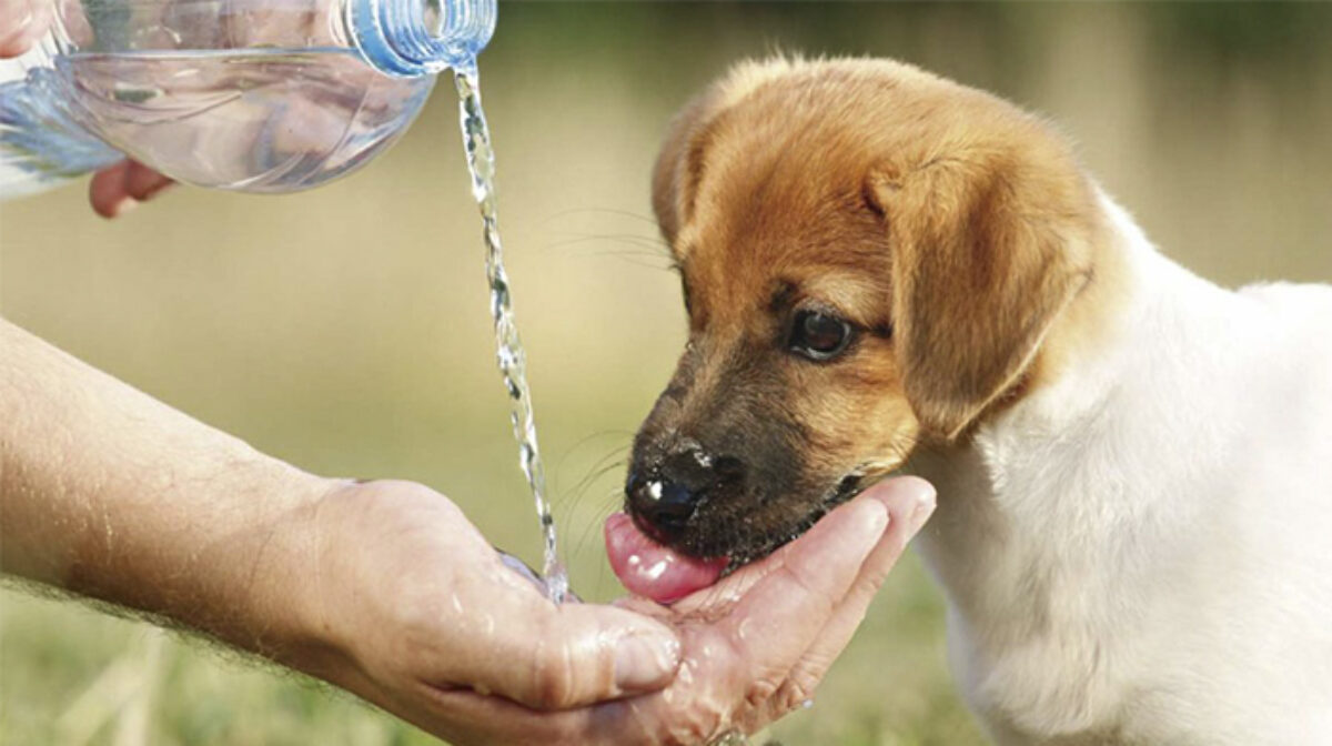 Golpe de calor en mascotas