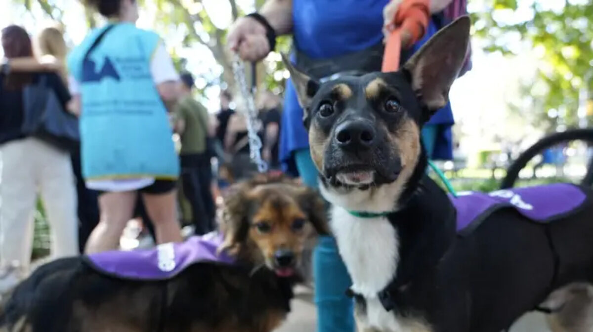 Adopción de mascotas en la Feria del Parque Saavedra